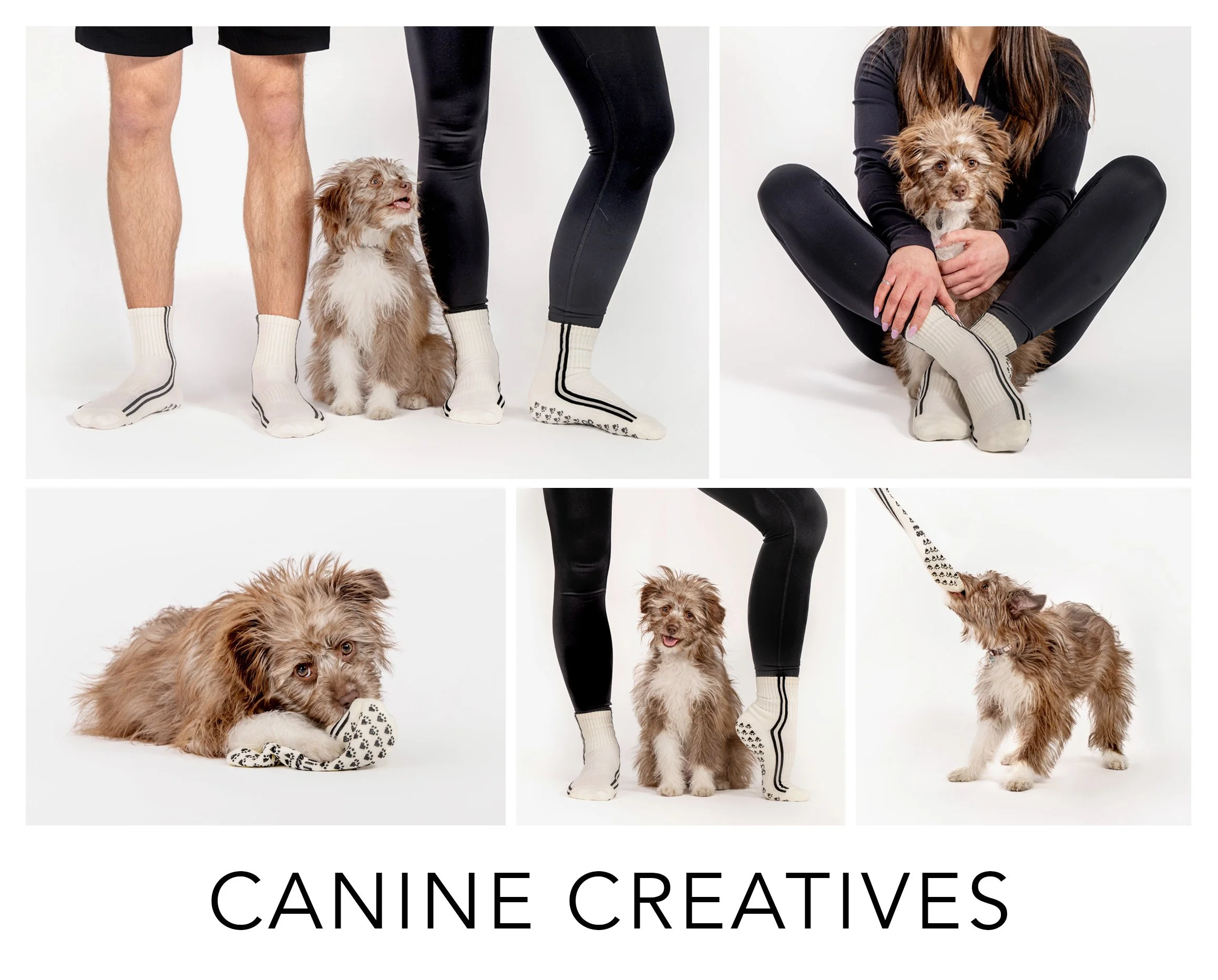 canine creatives.jpg