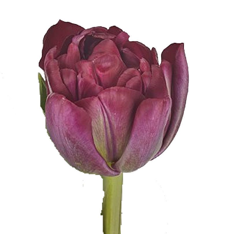 tulip Canyon.jpeg