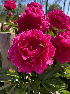 Peony Red Sarah Bernhardt