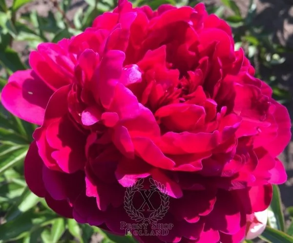 Paul M. Wild Peony/bare root
