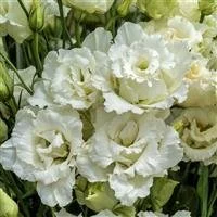 lisianthus voyage 2 white.jpg