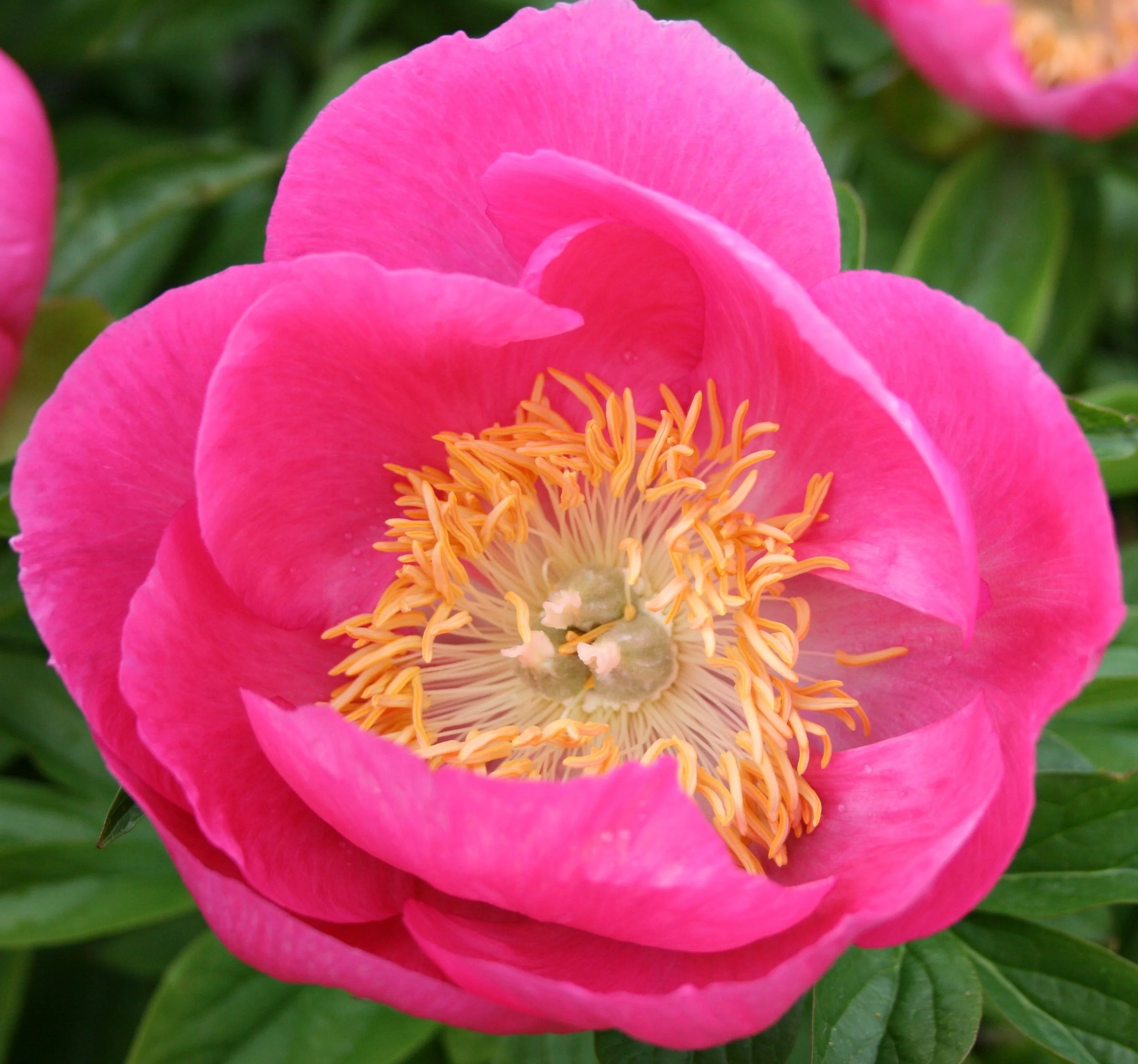 Peony/Birthday
