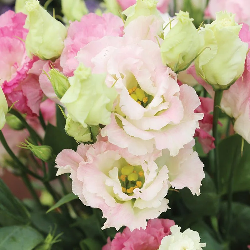 IMG_8518.jpeg (Copy)