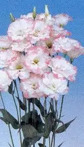 IMG_5670.png