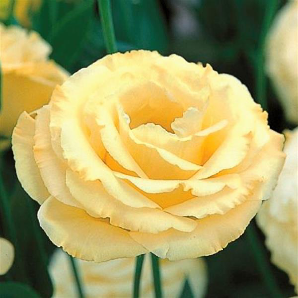Large Quantity Lisianthus /Week 16 pick up and shipping