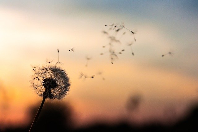 How do we cultivate and keep up Active Hope?
