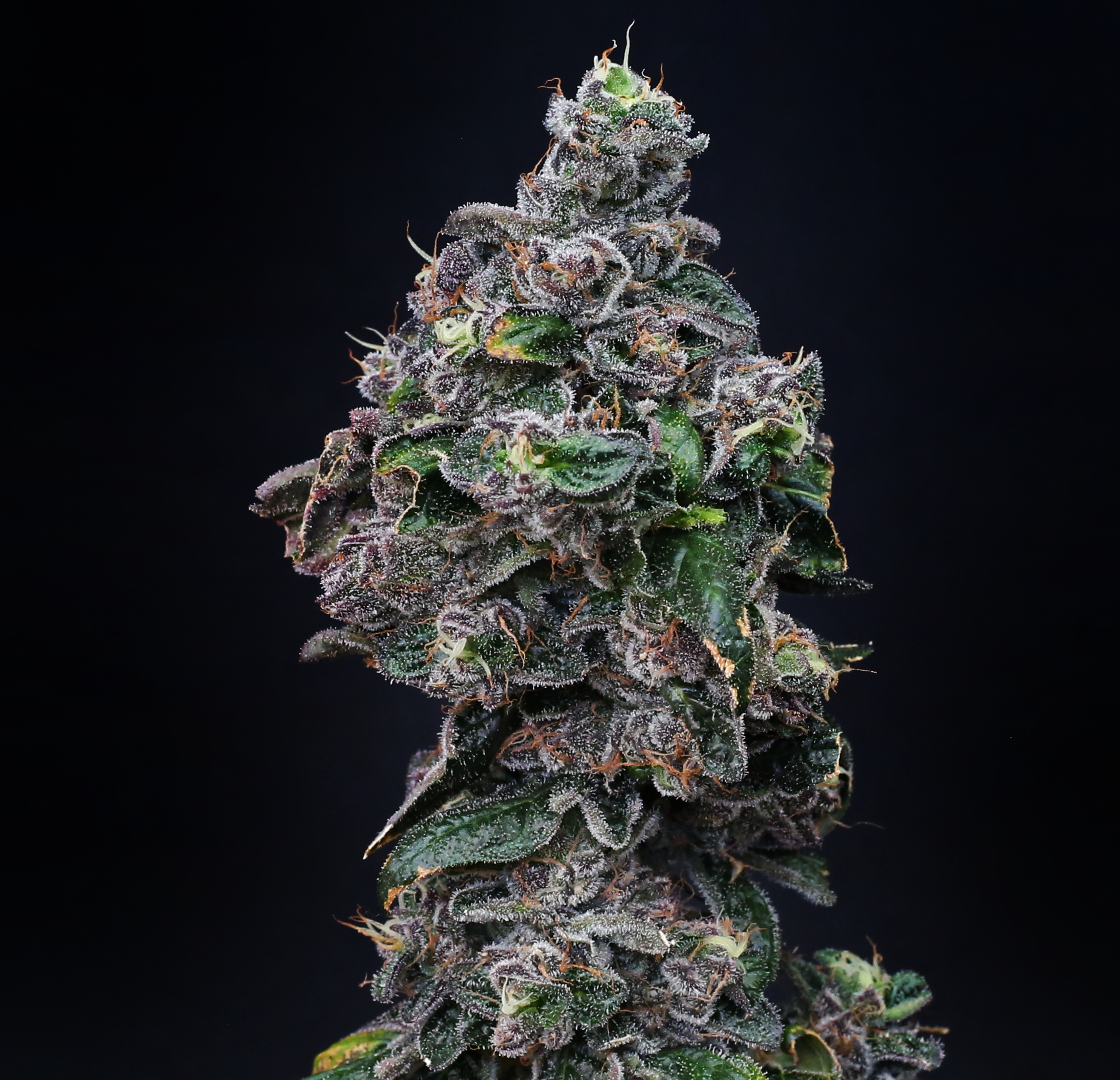 Gelato_41_1.png