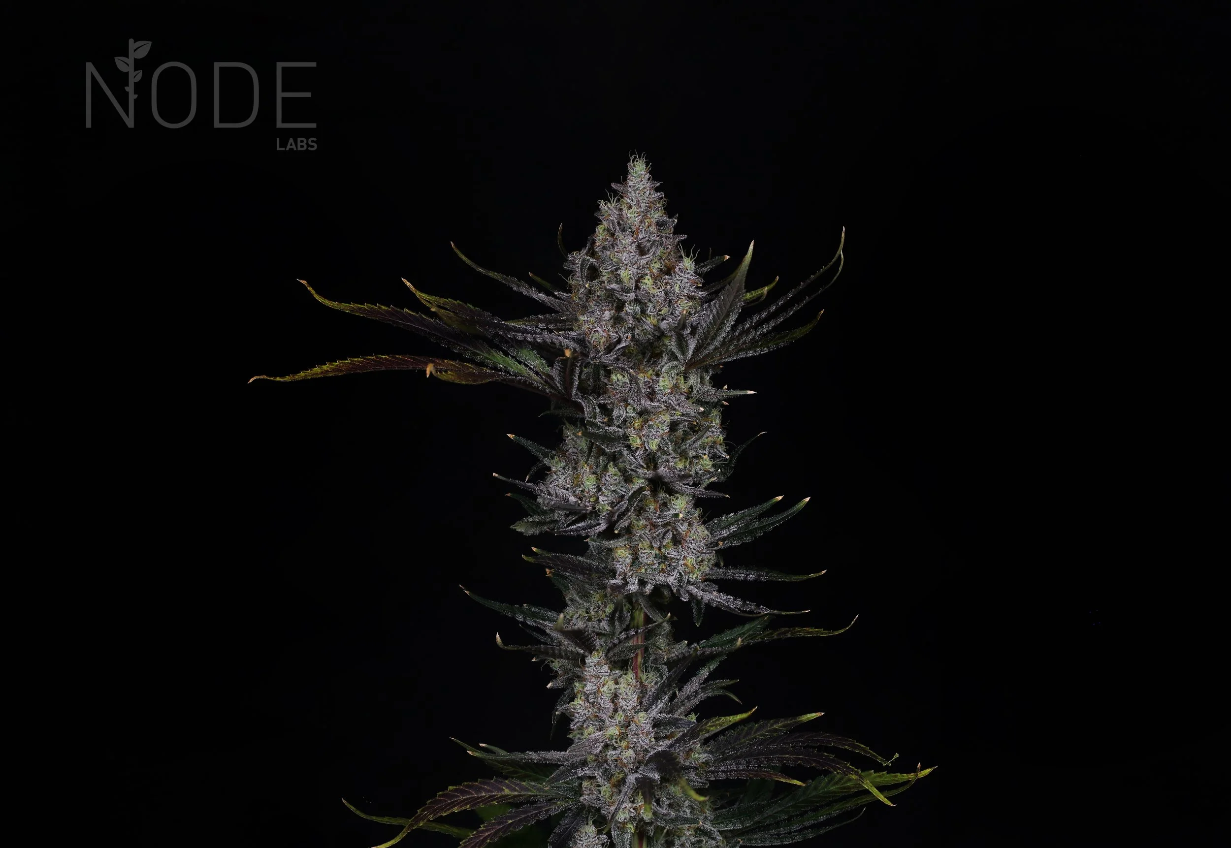 Blackberry Moonshine Bx1 — Node Labs