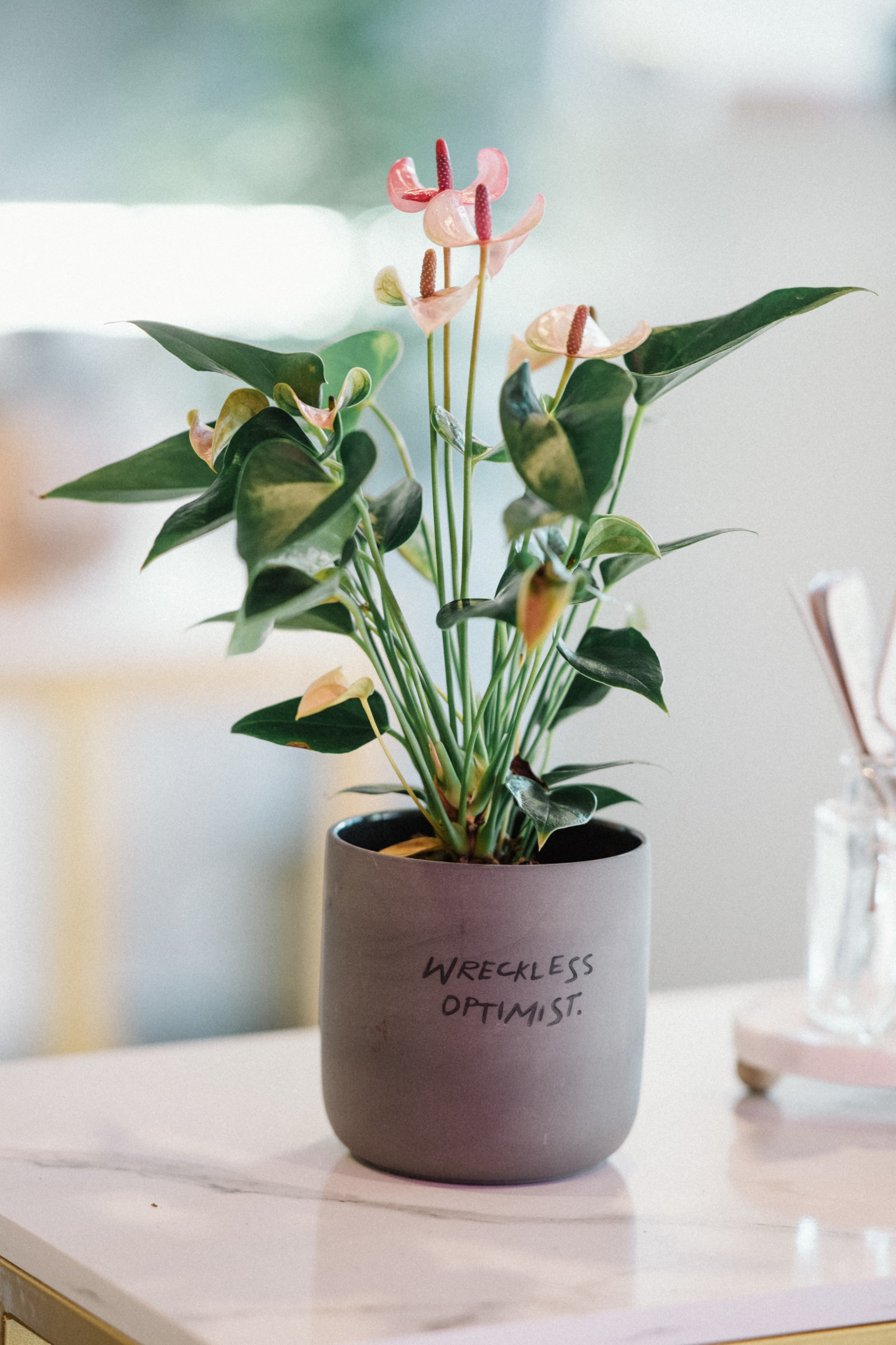 Honesty Pot - Wreckless Optimist