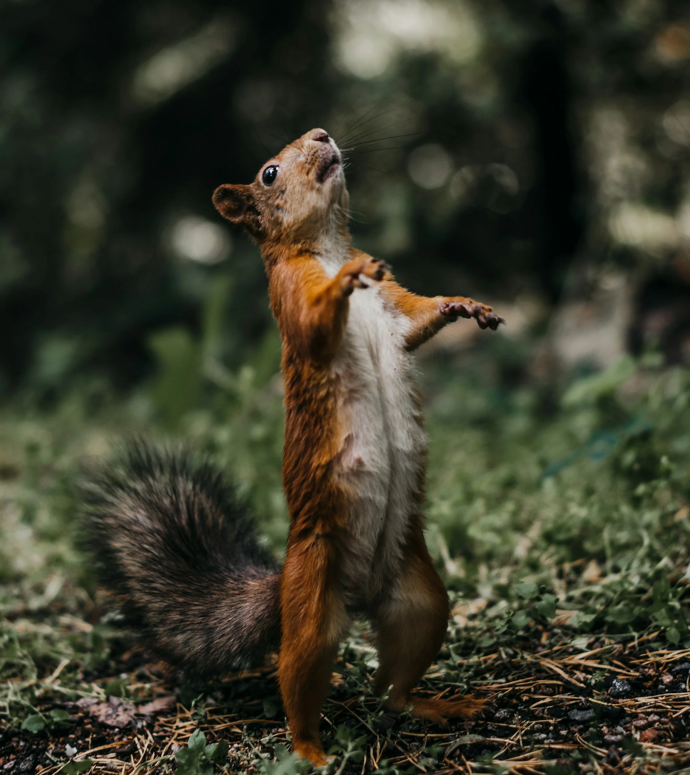 Image of a Squirrel On Hind Legs Probably Summoning Rodent Satan