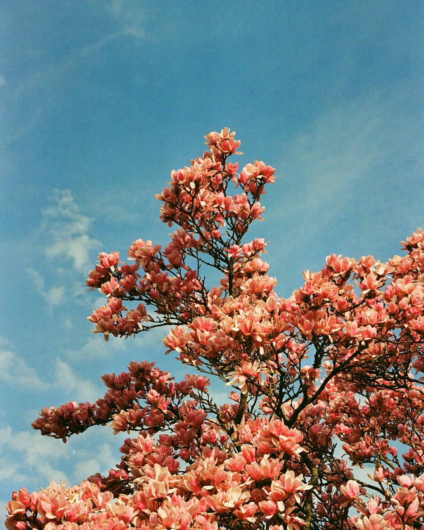motherhood details on digital &amp; kodak gold🌸🎞️🪞🌿