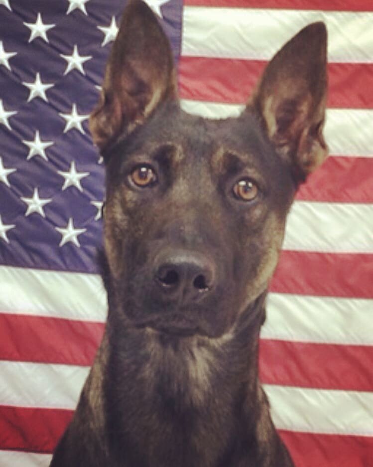 Happy National K9 Veteran's Day!

We have an awesome K9 Veteran retiring here at Legacy Canine Boarding &amp; Training with his Veteran family John &amp; Molly.

Django is a six year old Belgian Malinois who retired from Army Canine Special Forces ie