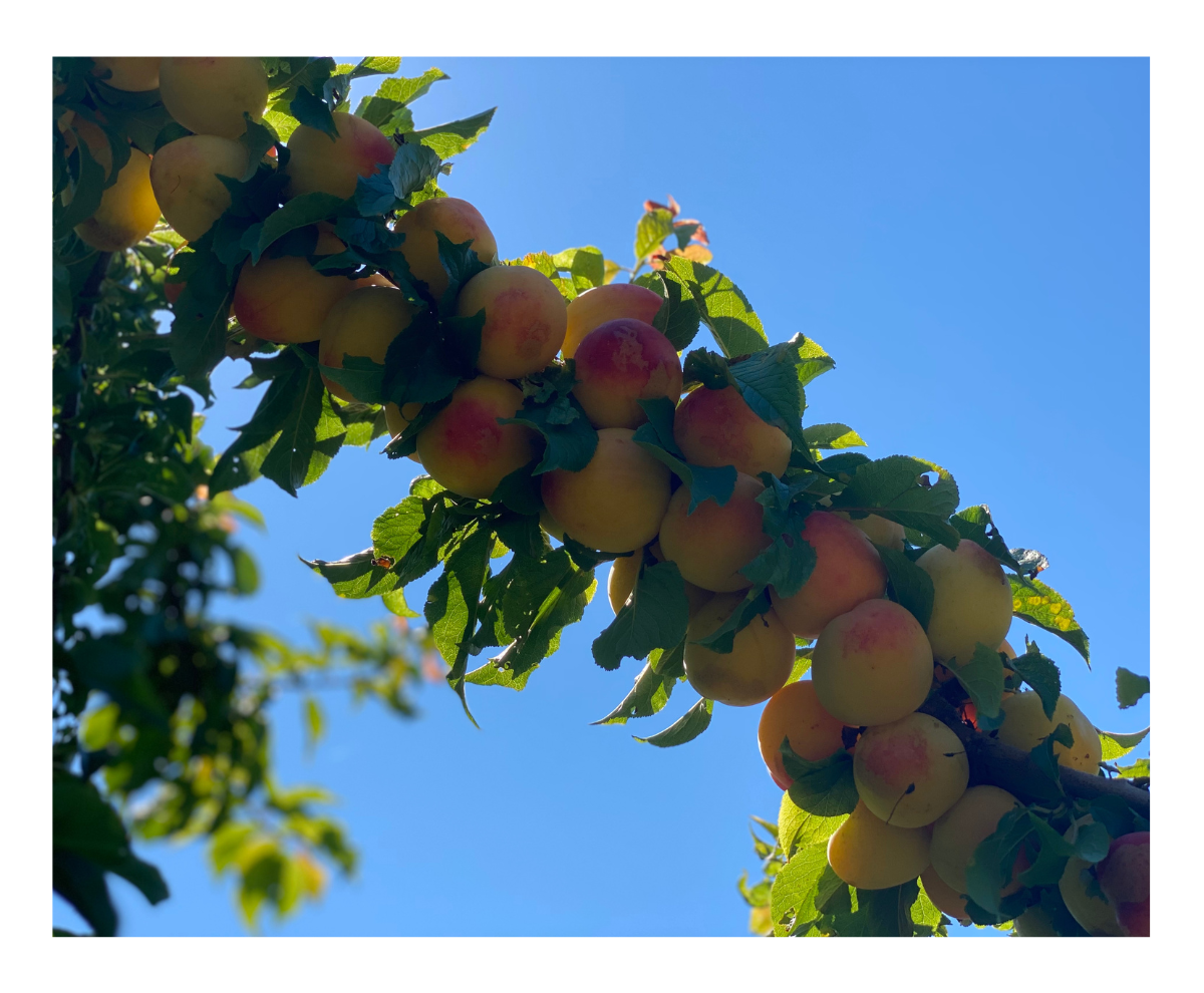SHIRO PLUM PEACH 2022.png