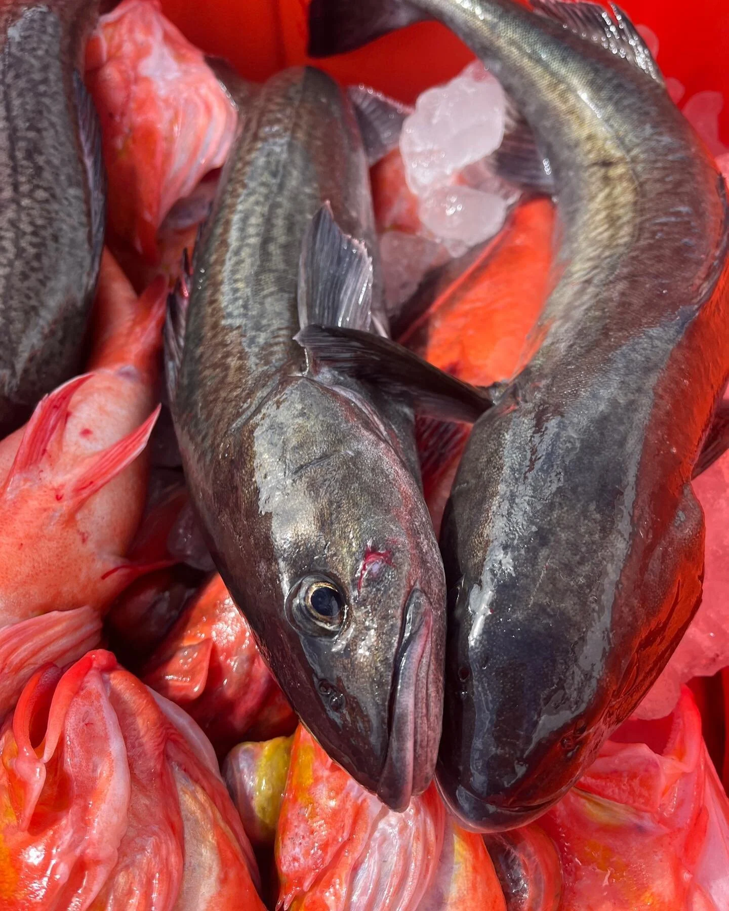 Happy Holidays to all our friends! We&rsquo;ve taken some time to spend with friends and family and to rest for the up and coming year. New gear, new fisheries, new partnerships and a new boat(!!!), more on all of this in the coming weeks. We love yo