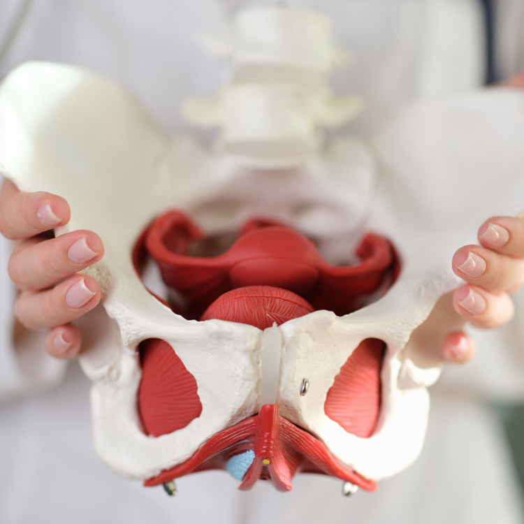 5 Pelvic Floor Tips You Didn’t Know You Needed — Awake Pelvic Health ...