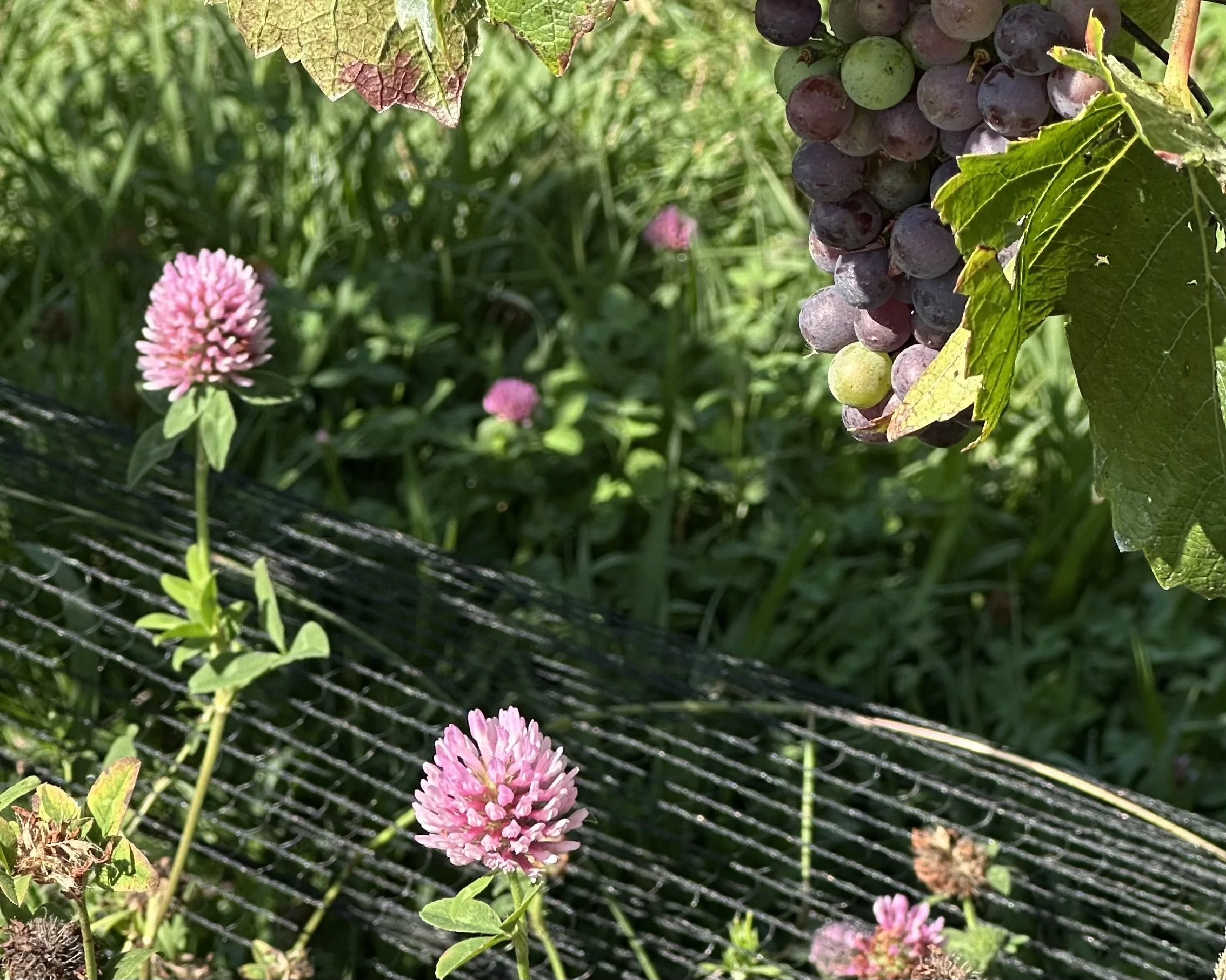 Regenerative Viticulture at our Southern Highlands Winery