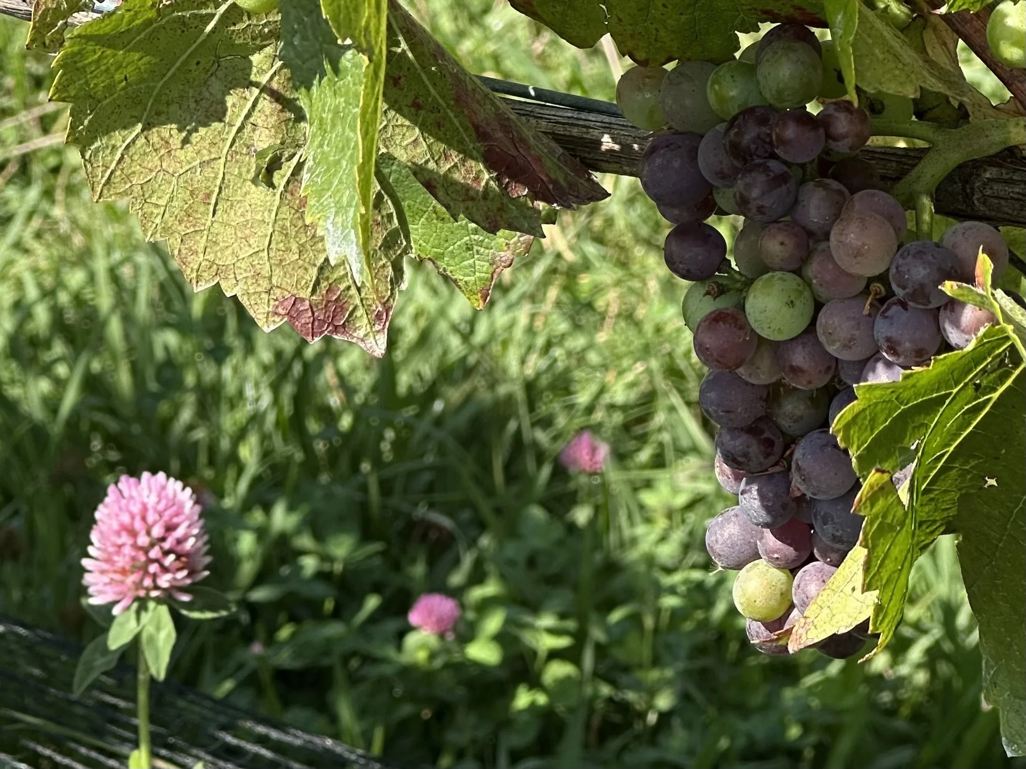 Regenerative Viticulture at our Southern Highlands Winery