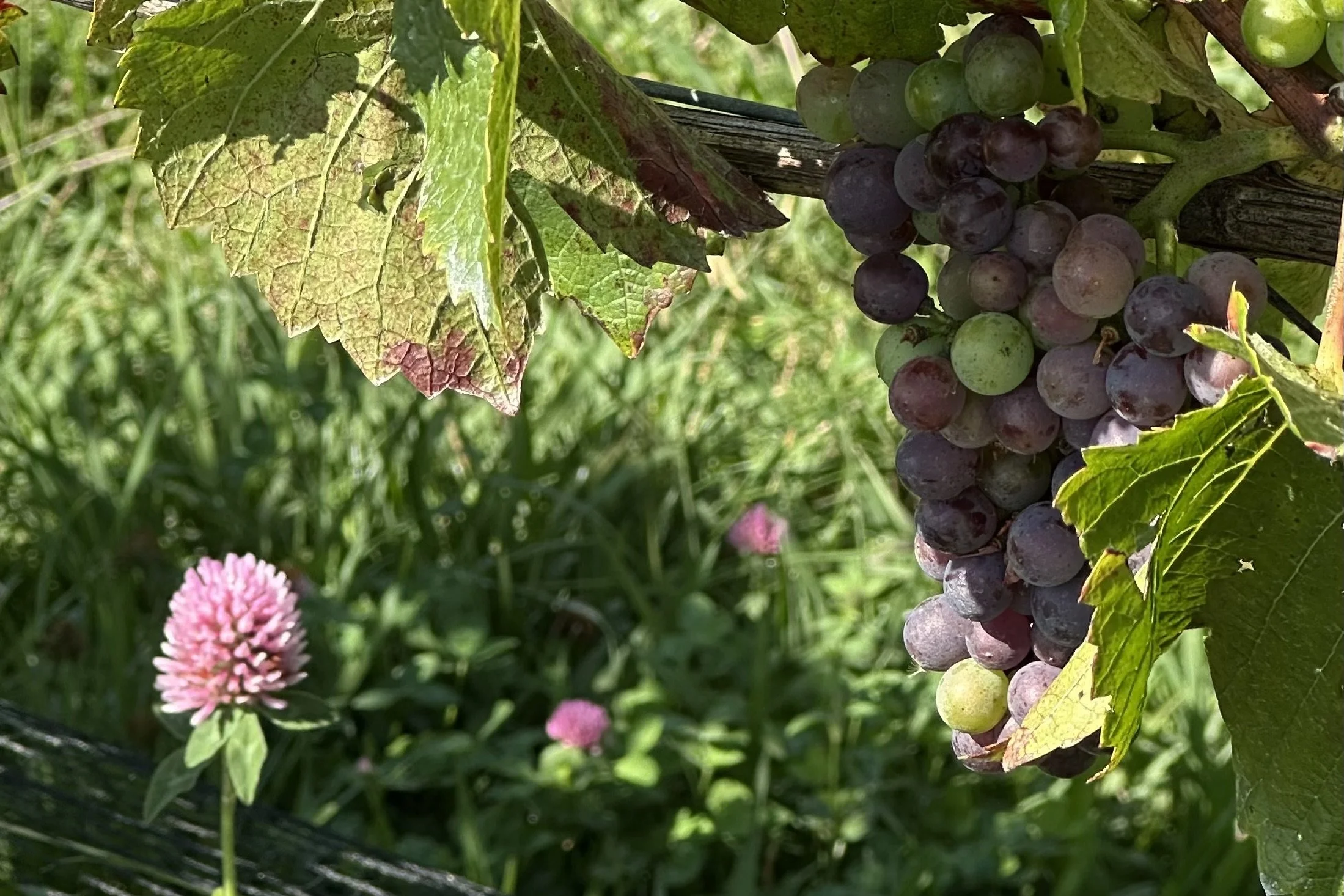 Regenerative Viticulture at our Southern Highlands Winery