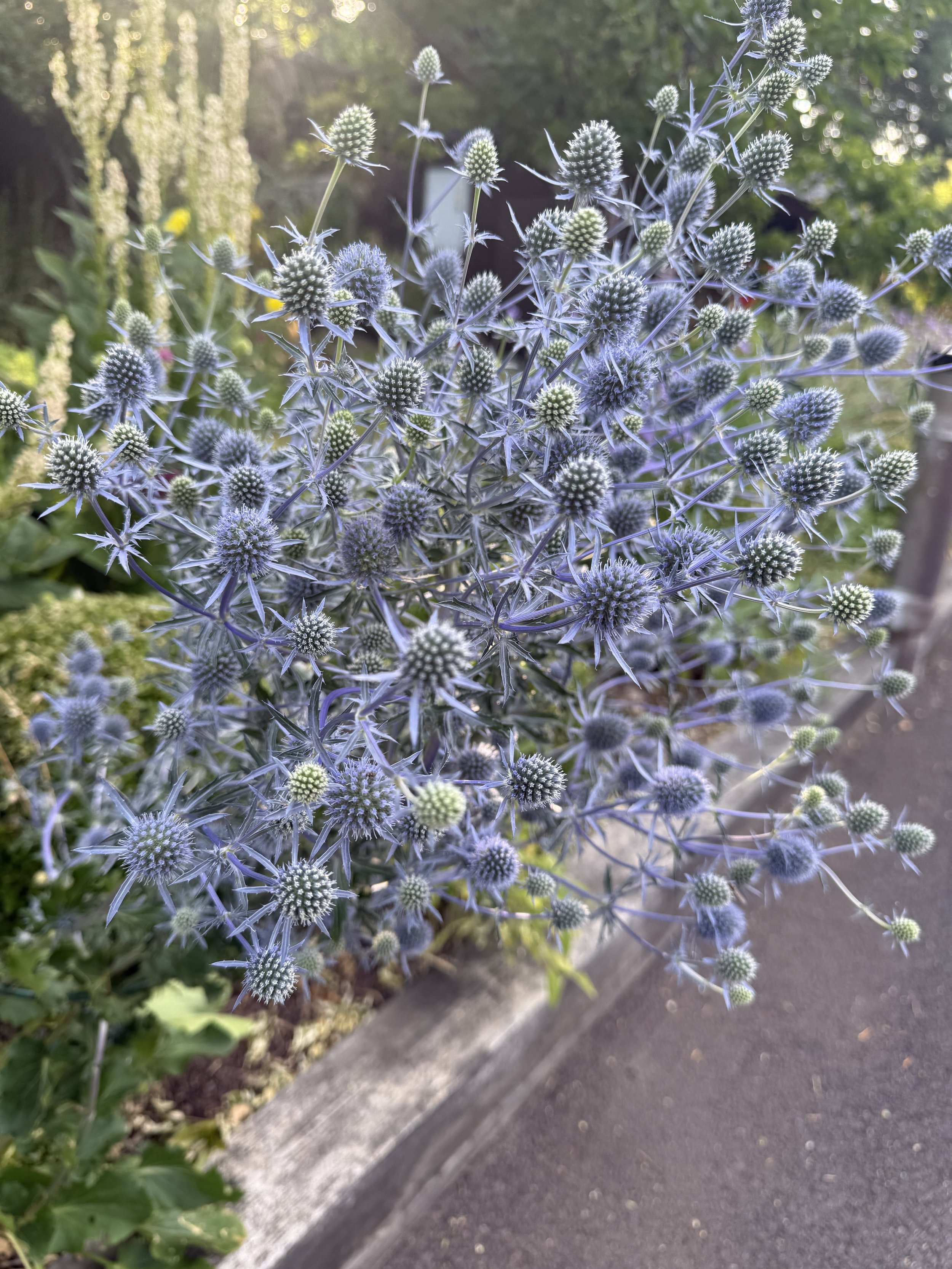IMG_6214.jpeg