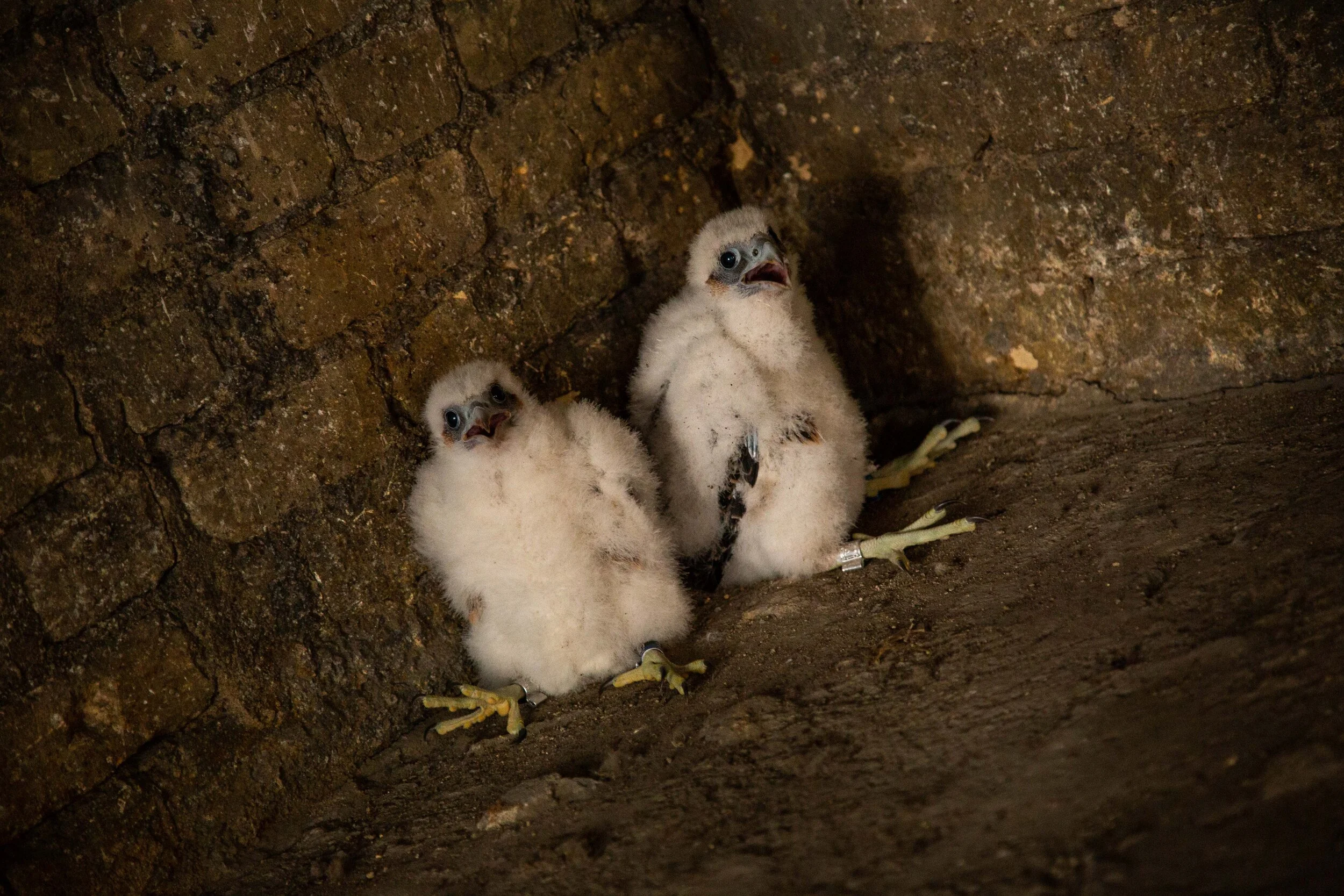 Two baby hawks with wide eyes sitting on the dirt floor inside a brick enclosure.