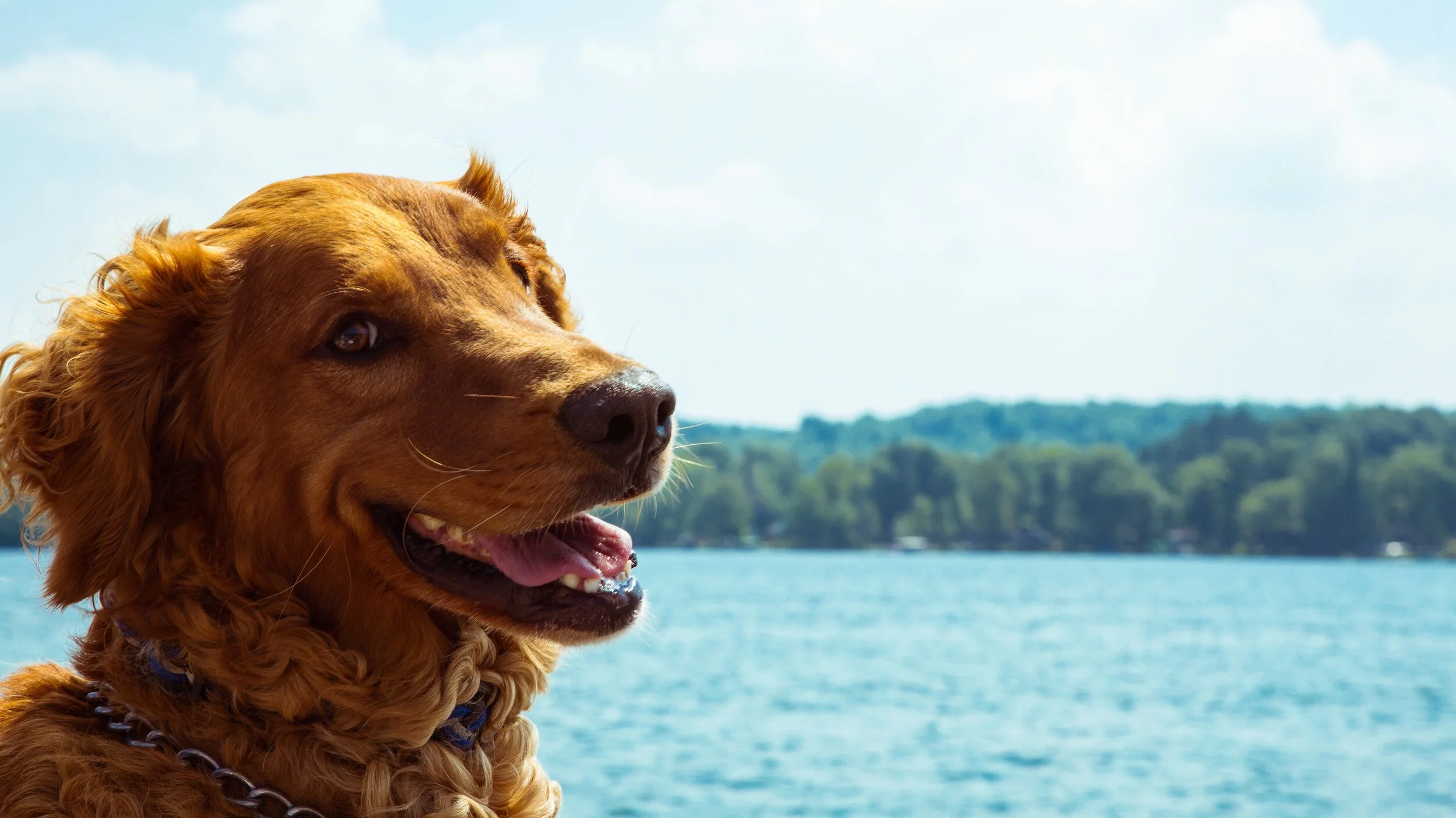 Golden retriever dog near a body of water with trees in the background