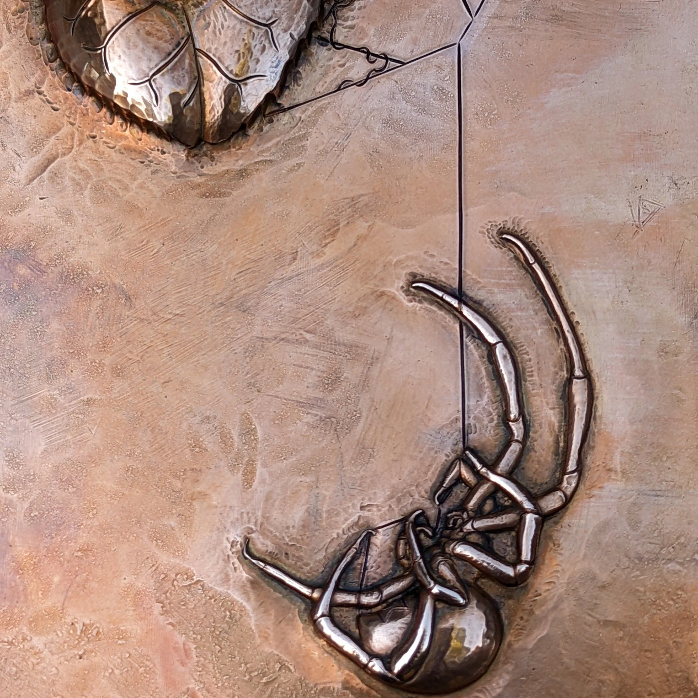 Camellia%27s+Widow_DouglasPryor_spider+close+up.jpg