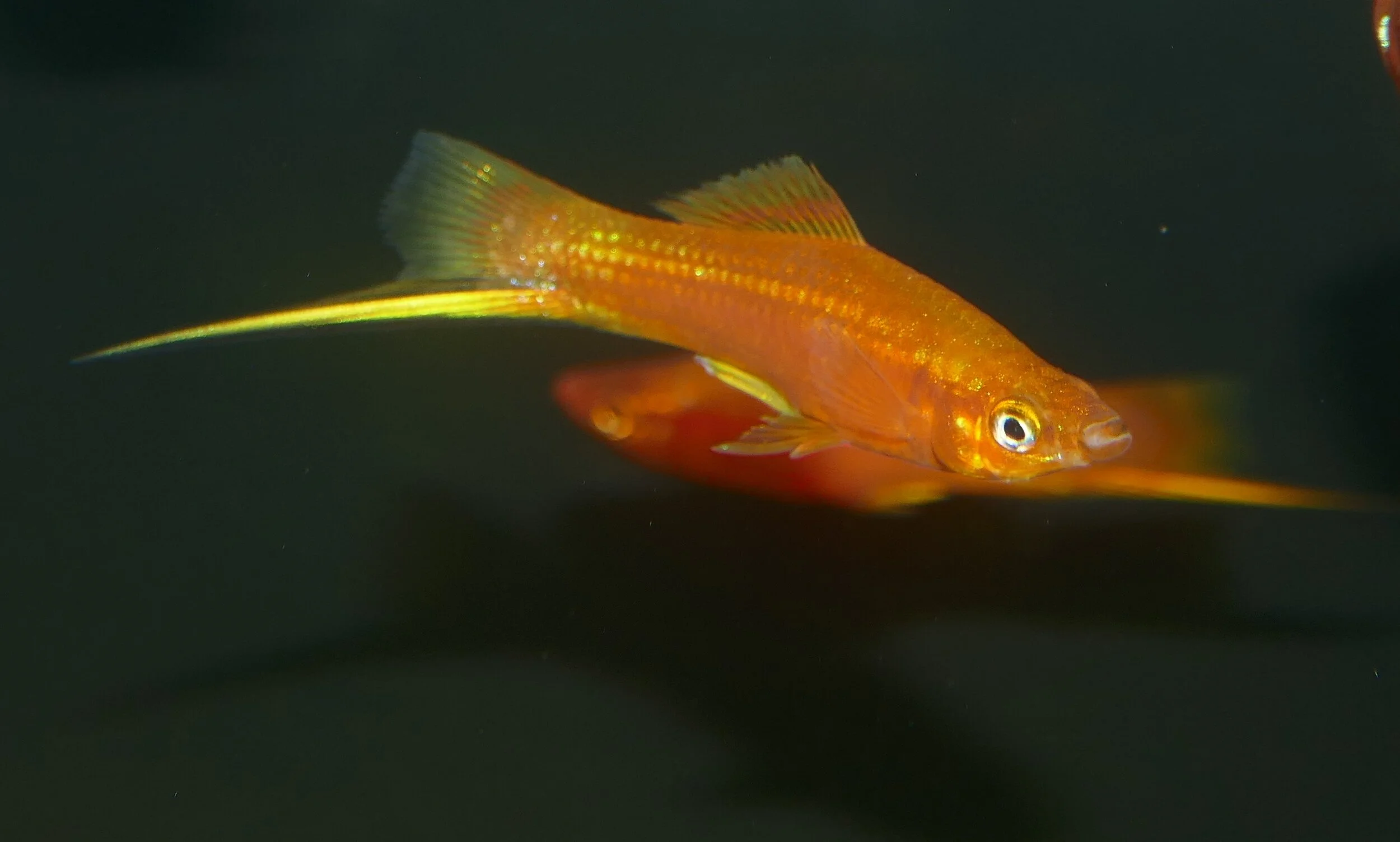 Freshwater Fish and Plants For Sale — RMS Aquaculture Inc.