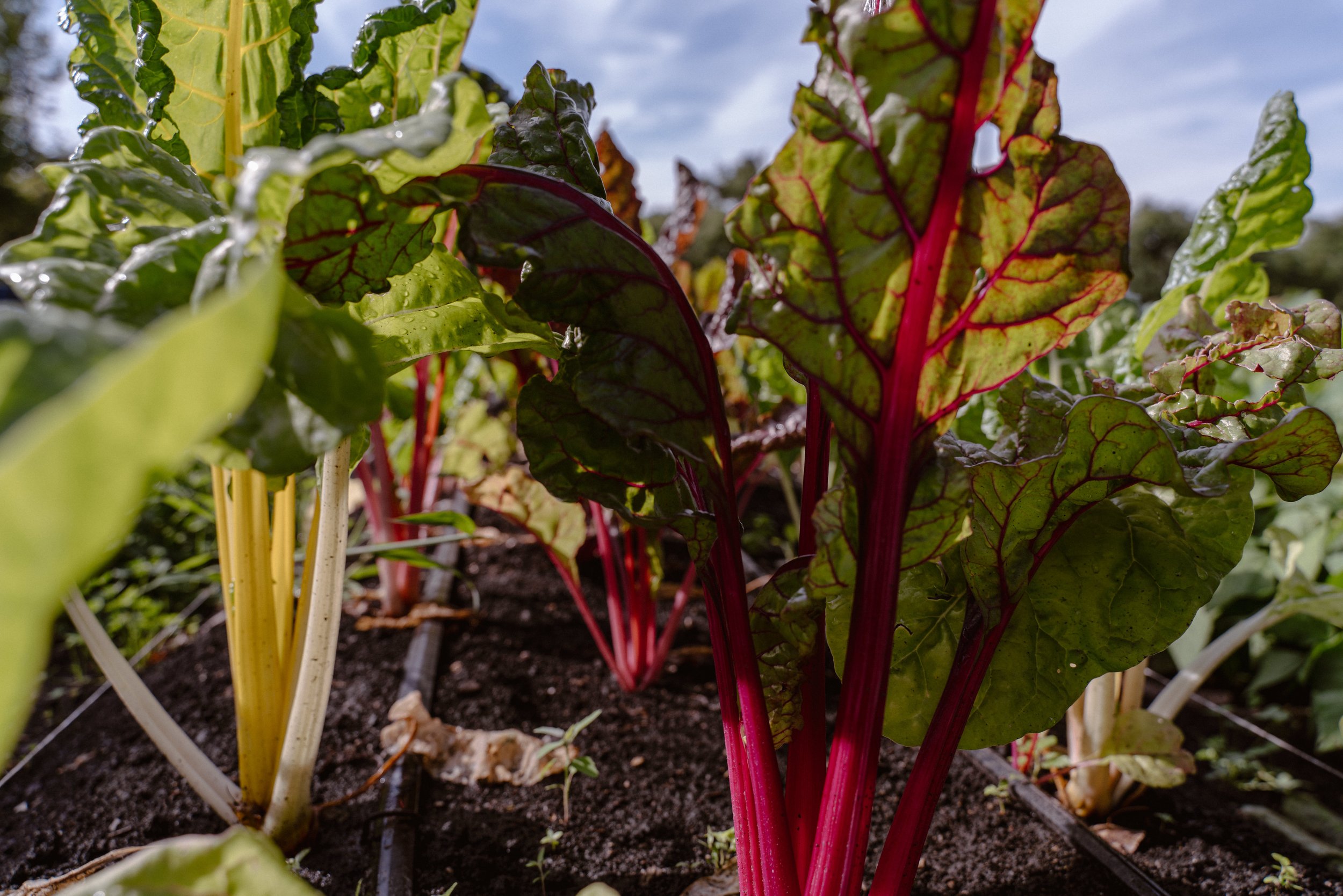 LINC Foods builds for a local food future beyond big ag