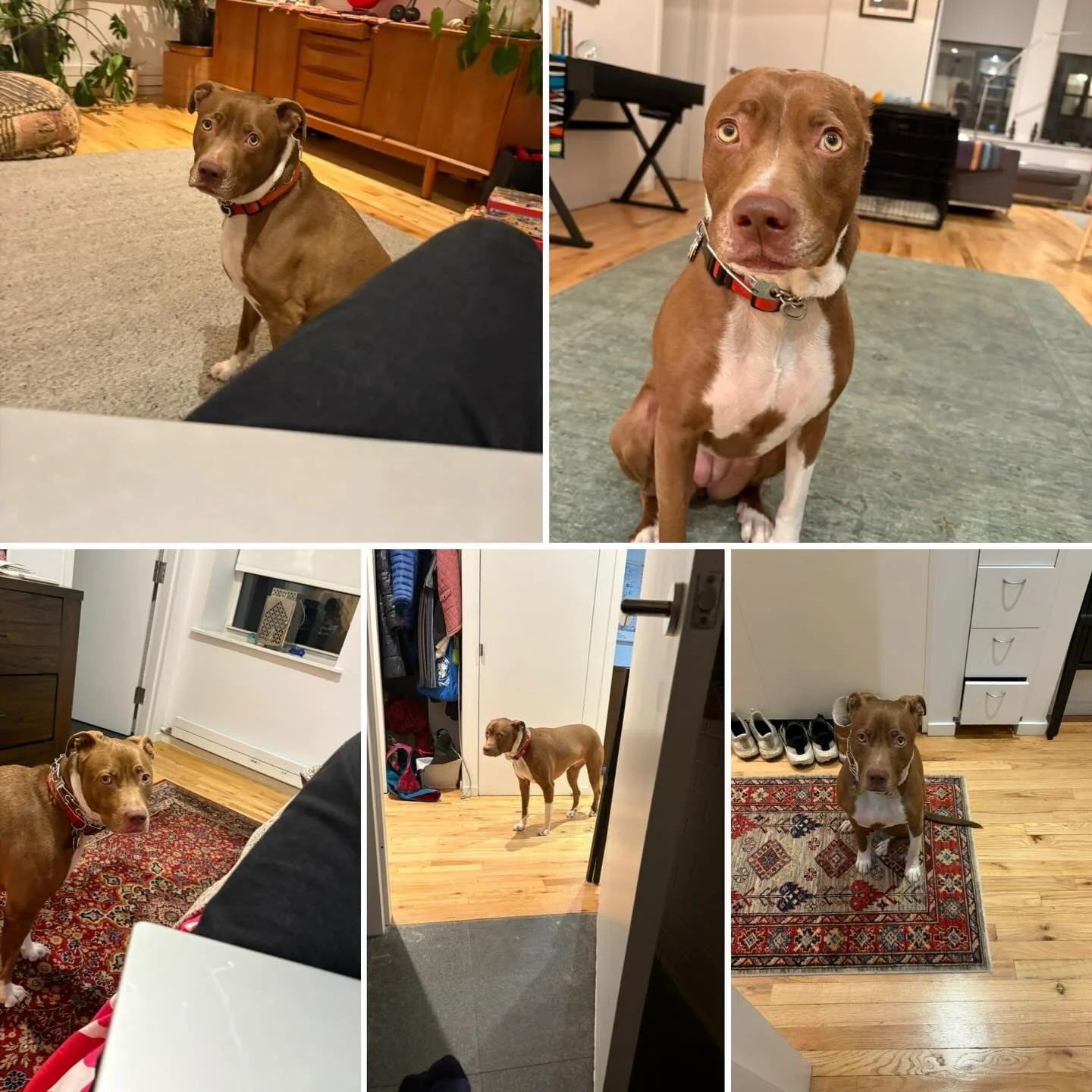 How easily manipulated am I? Well, if you follow me around and give me cute eyes, yes I will feed you a second dinner. Adventures In Dogsitting.