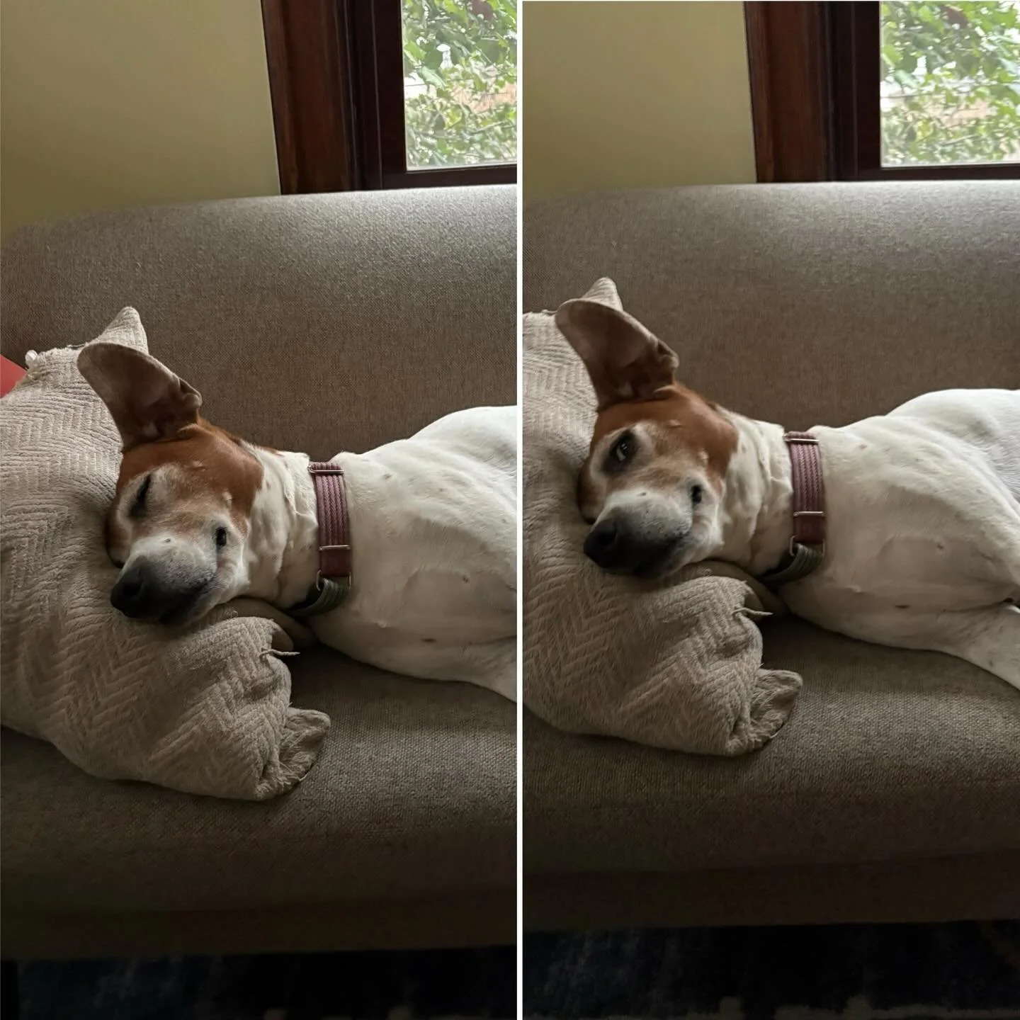 &ldquo;What do you want? I&rsquo;m busy.&rdquo; #dogslife