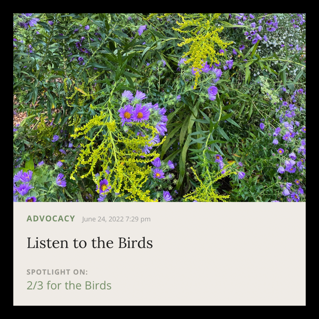 Musings | June 2022 | 2/3 for the Birds