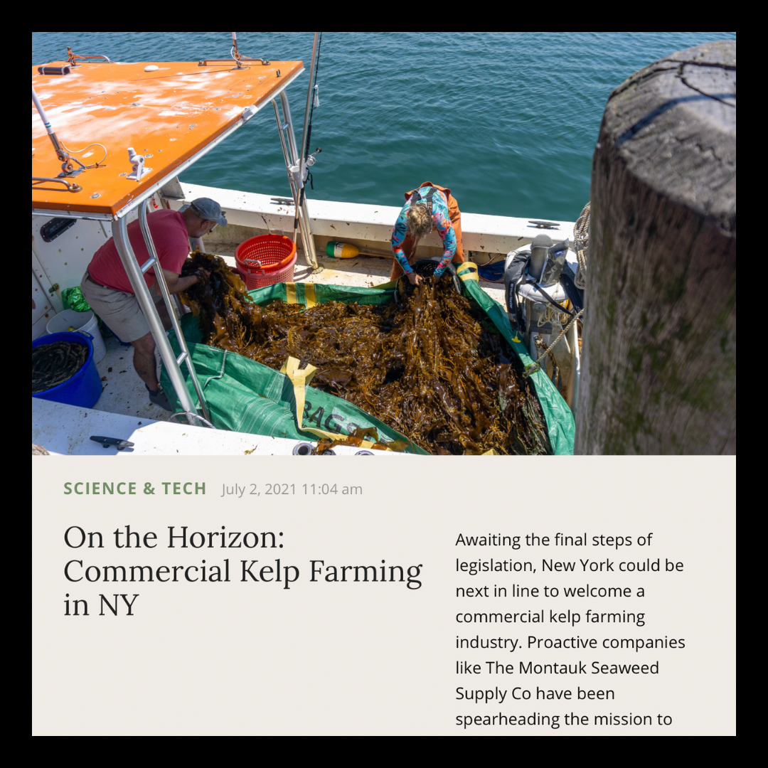 Musings | July 2021 | Montauk Seaweed Supply