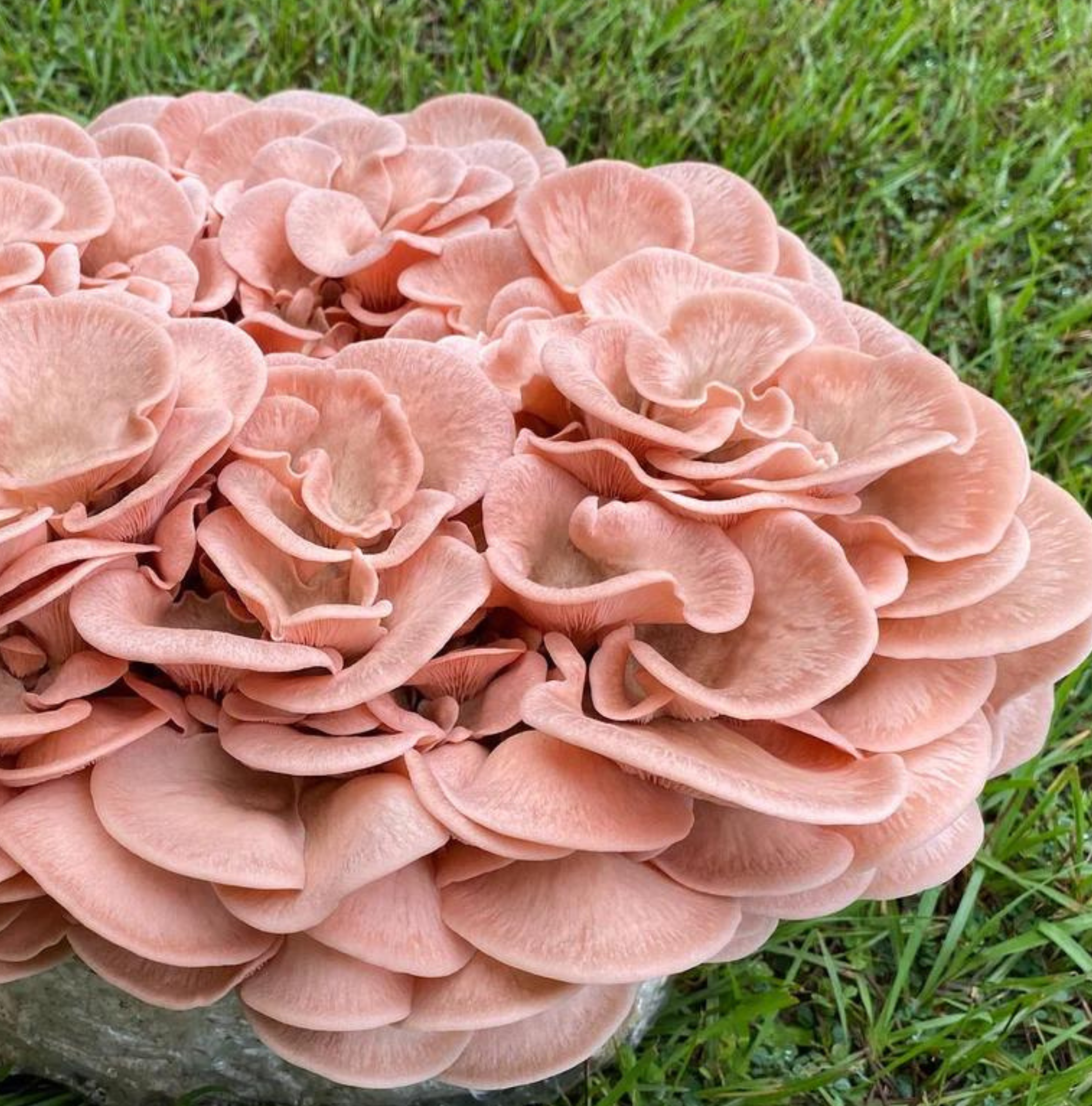 Pink Oyster — SOUTH TEXAS MUSHROOMS