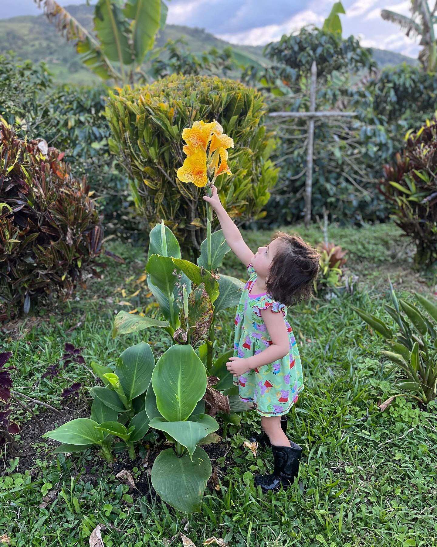 Our daughters enjoying the beautiful flowers 🌸 on our farm. 

**Colombia 🇨🇴 is one of the top producers of both flowers and coffee in the world. 

#flores #flowers #colombianflowers #flowerfarm #finca #cafe #coffee #colombiancoffee #angostura #ant