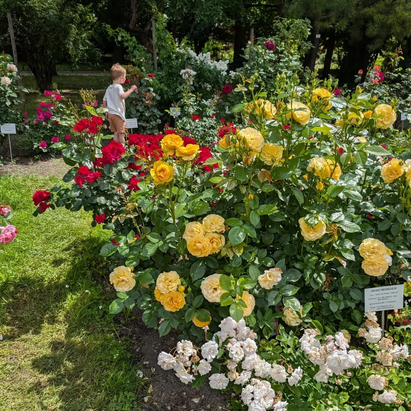 First full day in Krakow. Most pics have the kids, so this is a somewhat random view of the botanic gardens. We also visited a park for kids filled with interactive science exercises. My phone reports 16k steps, but not sure I believe it. The food co