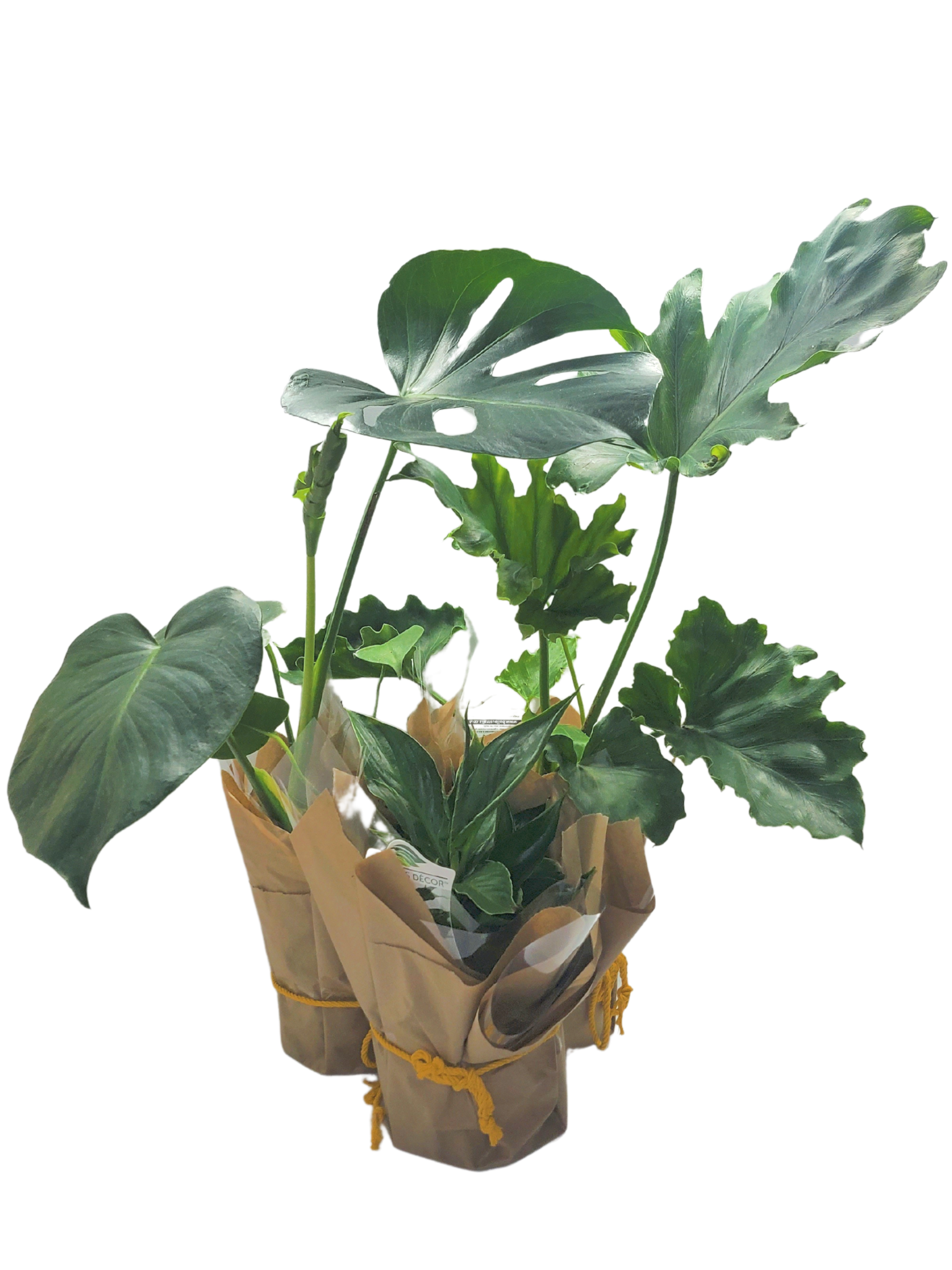 Flower Delivery Launceston Botanisor Florist