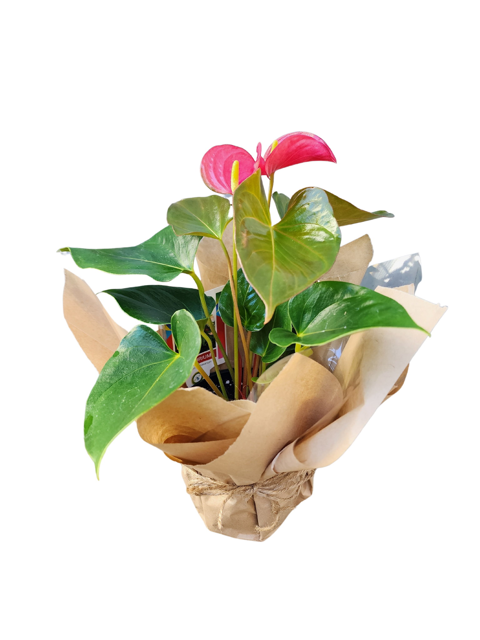 Flower Delivery Launceston Botanisor Florist