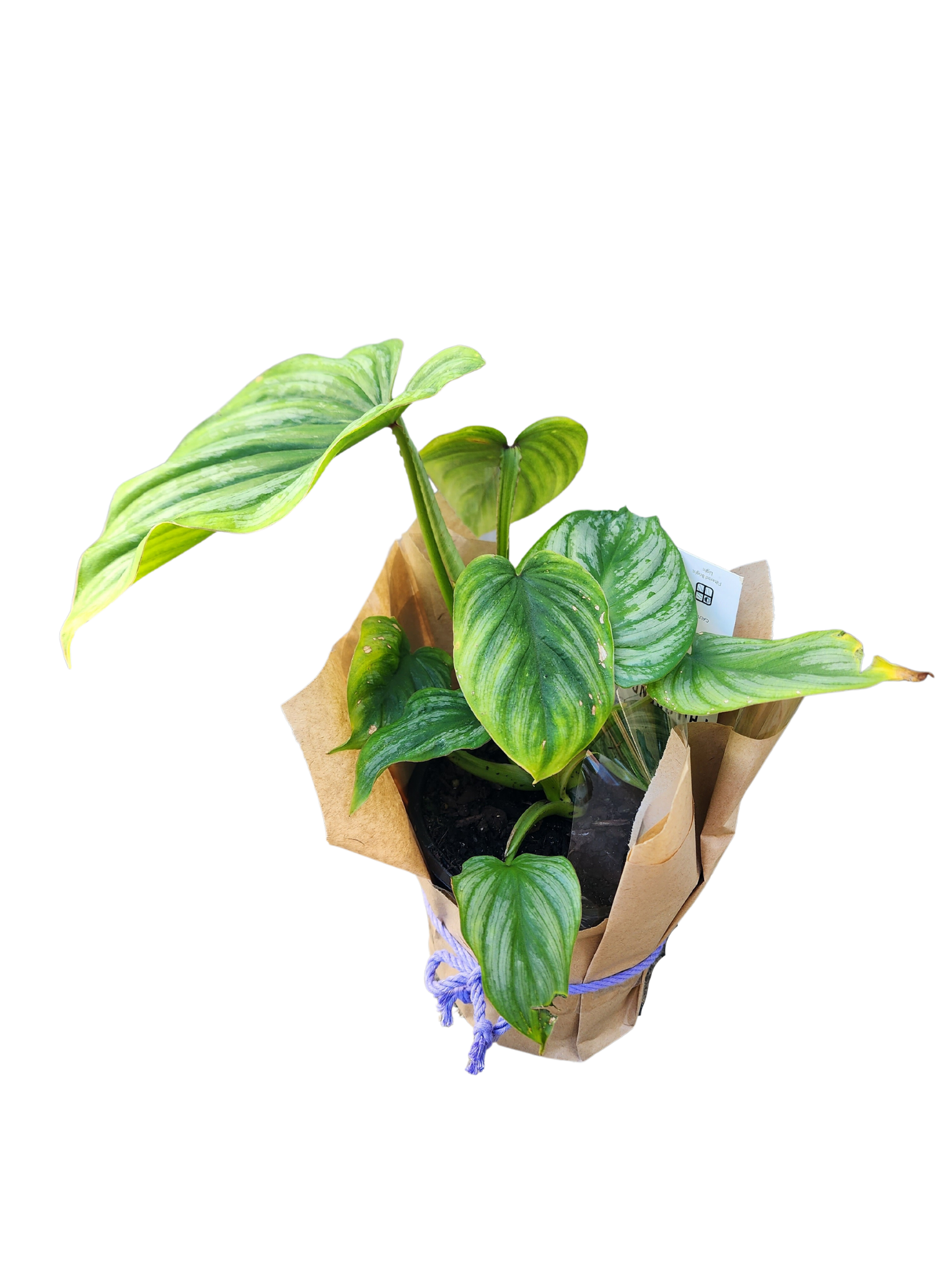 Flower Delivery Launceston Botanisor Florist