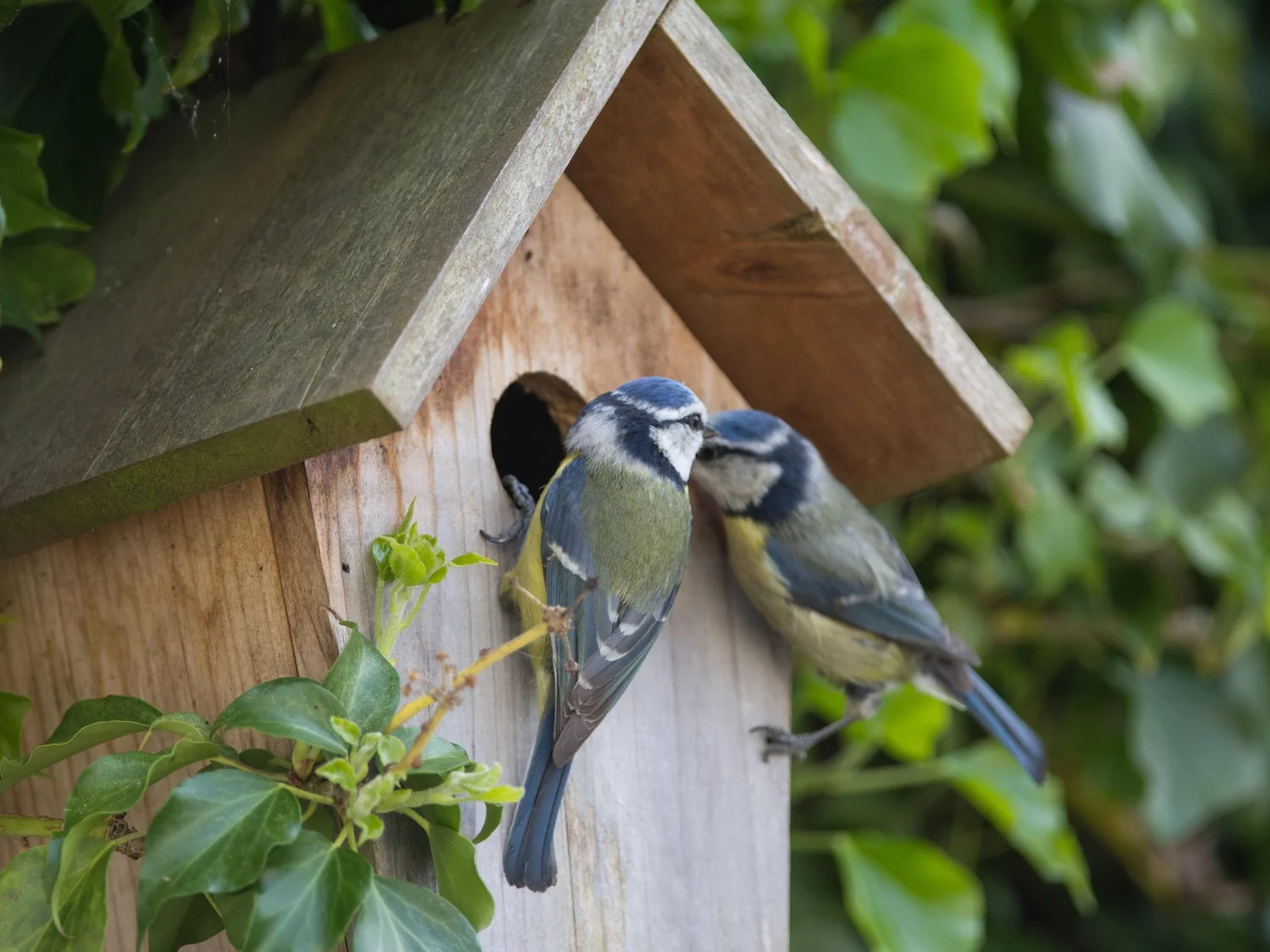WildlifeFriendly Gardens Attracting Birds, Butterflies, and