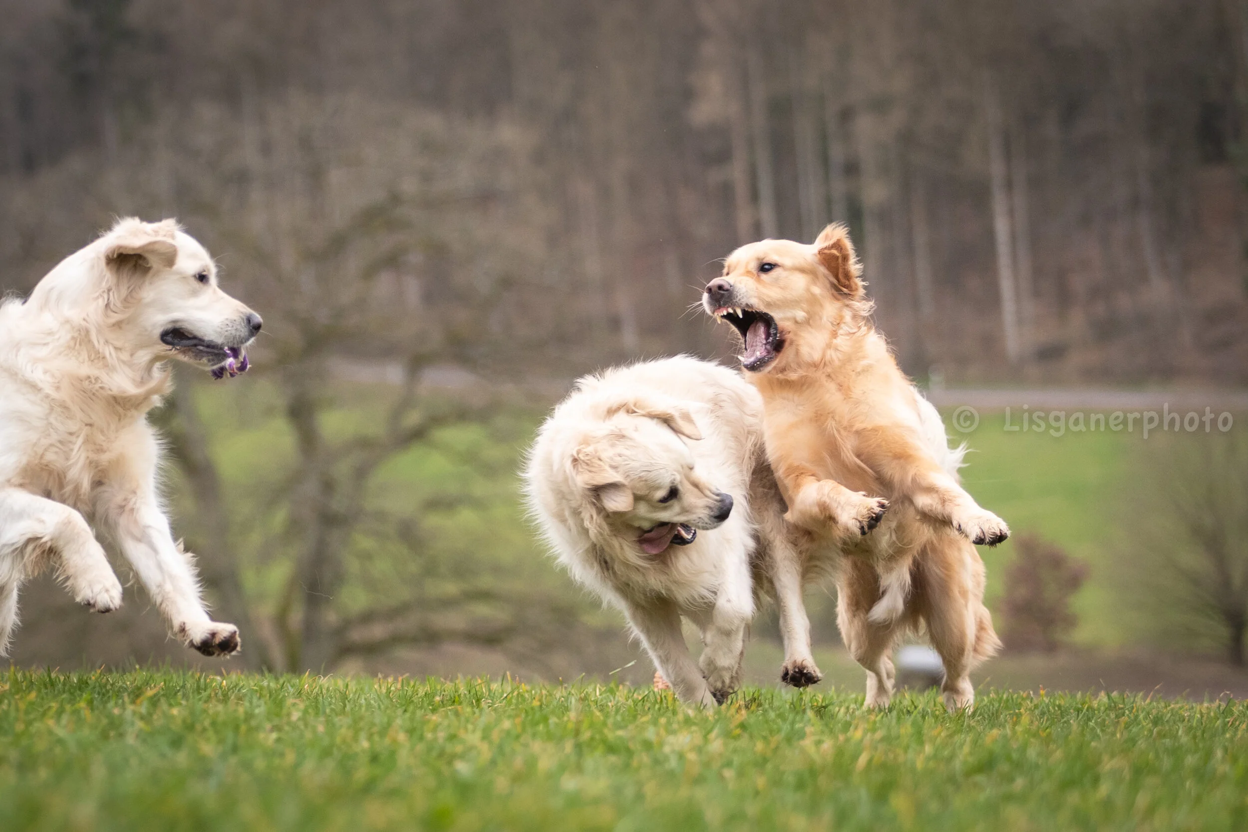 amadine and the goldens (8 of 53).jpg
