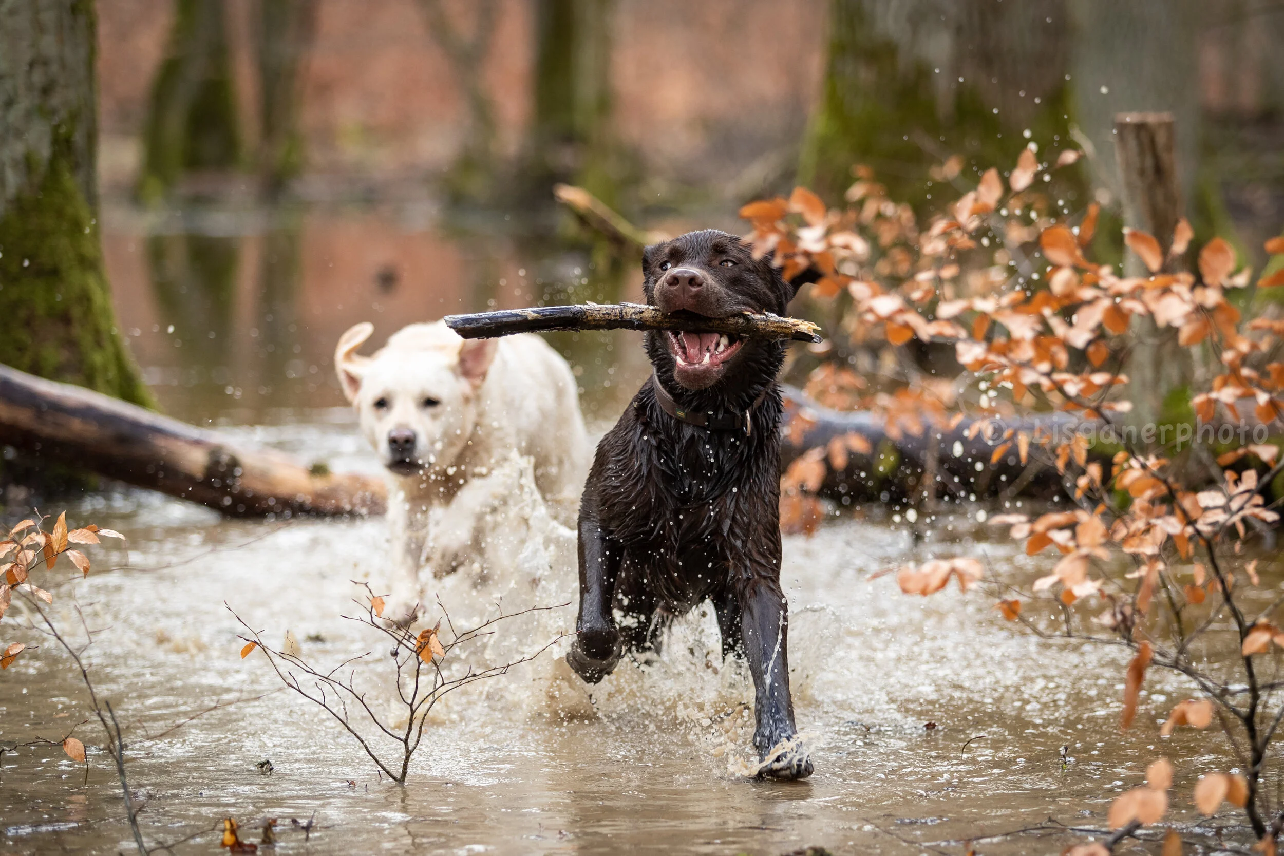 all dogs (45 of 61).jpg