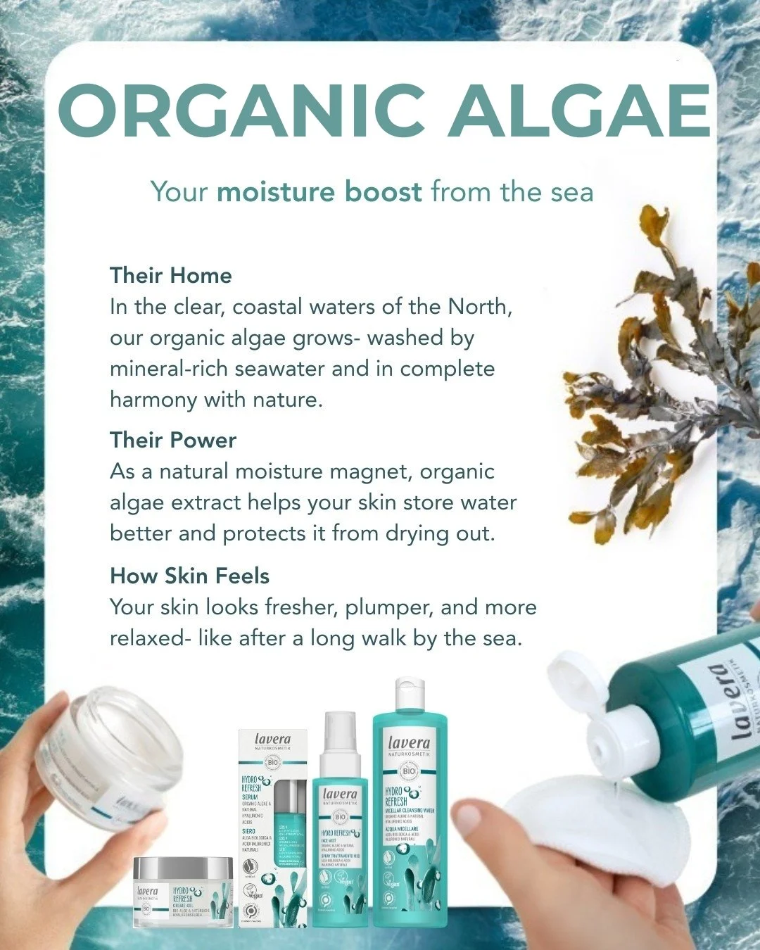 Grown in mineral-rich coastal waters, organic algae extract unfolds its power as a natural moisture magnet: strengthens, binds, invigorates.

The active ingredient can be found in several lavera favourites &ndash; from the Hydro Refresh range to the 