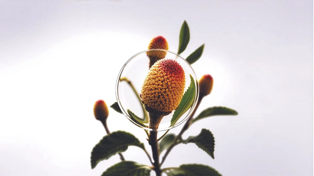 A close-up of a plant with a yellow-orange flower and green leaves, reflected in a glass circle.