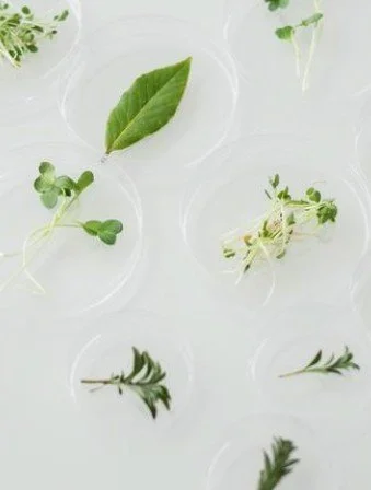 Various fresh herbs and leaves on a white surface