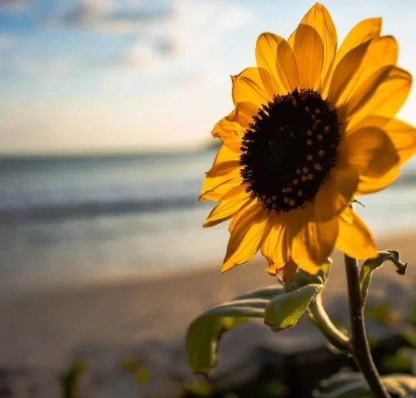 A sunflower with yellow petals and a dark center blooming near the beach with ocean waves and sky in the background.