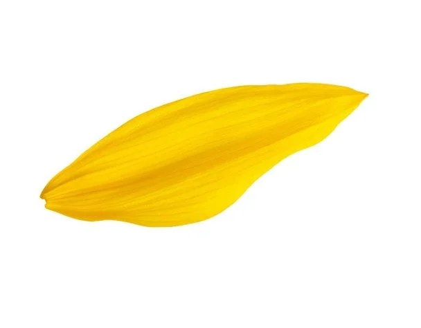 A yellow flower petal isolated on a white background.