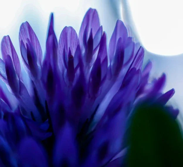 Close-up of a vibrant purple flower with blurred background.