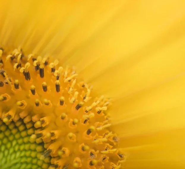 Close-up of a sunflower's center with yellow petals and dark-tipped stamens.