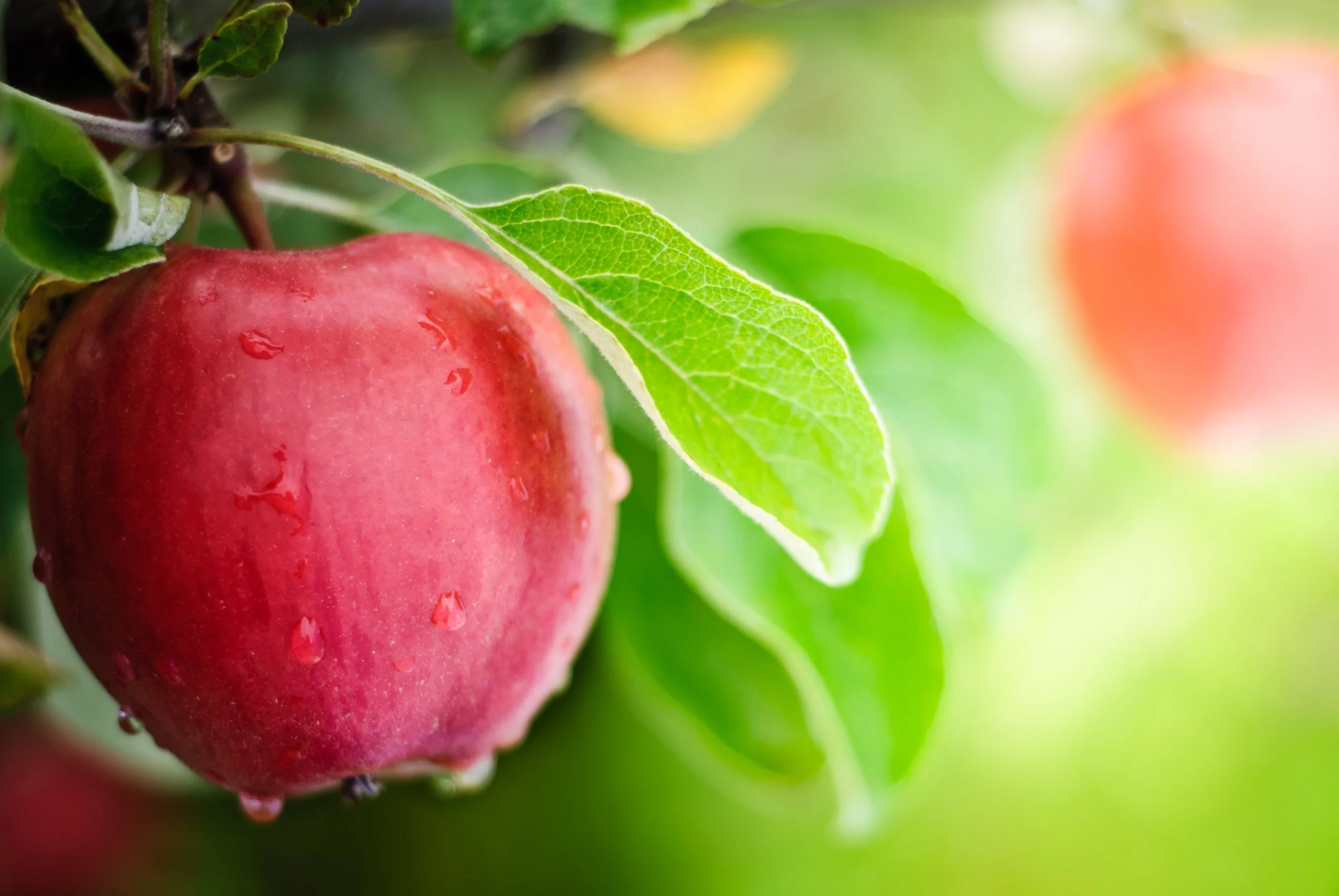 Close-up of a ripe red apple hanging on a tree branch, with green leaves and water droplets on its surface, surrounded by fresh green foliage.