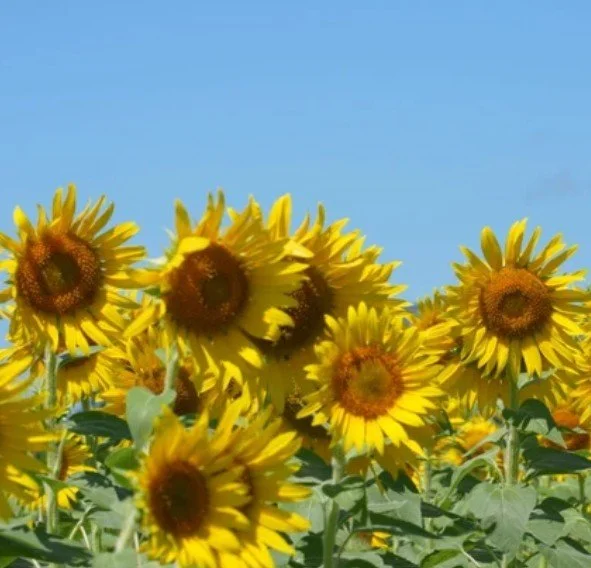 A field of blooming sunflowers under a clear blue sky.